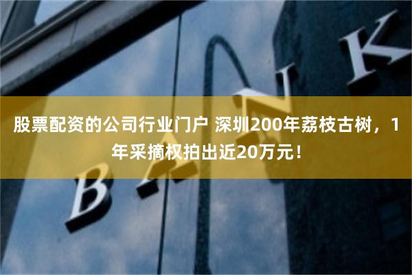 股票配资的公司行业门户 深圳200年荔枝古树，1年采摘权拍出近20万元！