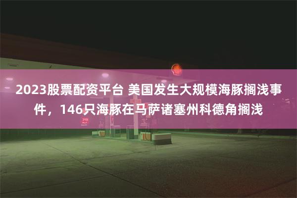 2023股票配资平台 美国发生大规模海豚搁浅事件，146只海豚在马萨诸塞州科德角搁浅